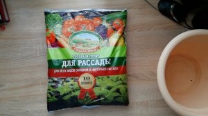 Как посадить сохранить розу из букета