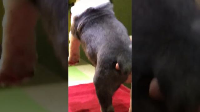 Щенки Алабая от легендарных тяжей и бойцов Матурхана , Цезаря и Бульдозера смотреть онлайн