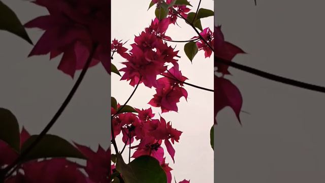 Bougainvillea Pink #bougainvillea #flowers #gardenflowers #gardern #gardening #terrace #makeover