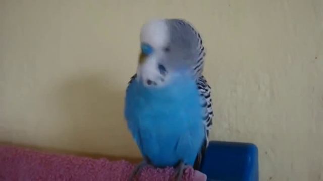 СУПЕР ГОВОРЯЩИЙ ПОПУГАЙЧИК ПРЕКРАСНАЯ РЕЧЬ смотреть онлайн