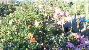 Happy Chappy 36" Standard Tree Rose