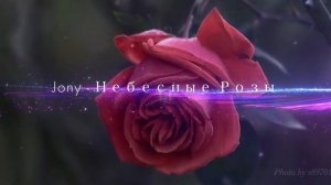 Jony - Небесные розы (2020)