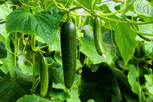 Как легко срывать огурцы без режущего инструмента? (How to pick cucumbers?)