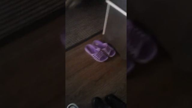 Малыш йокширский терьер собирается на прогулку смотреть онлайн