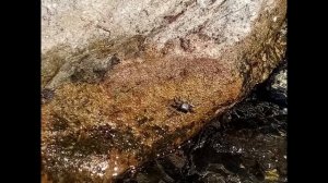 На камнях мраморные крабики сидят