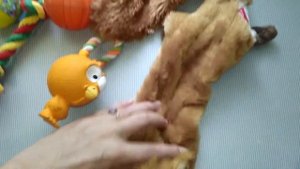 Первые покупки для щенка