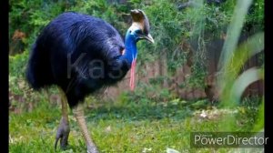 Топ 5 самых больших птиц!