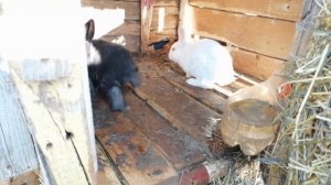 ПОСТРОЙКА ???КРОЛЬЧАТНИКА 2021