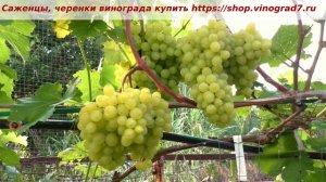 25 июля, ультраранний Кишмиш Цимус, можно есть уже ягоды. Уже появился удивительный мускат в привкус