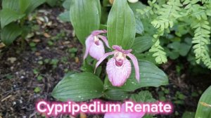 Сад Максима Зайцева 27 мая, г. Минск