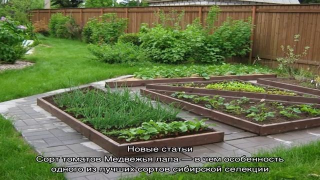 Выращивание розмарина в саду – как все лето иметь под рукой ароматную зелень смотреть онлайн