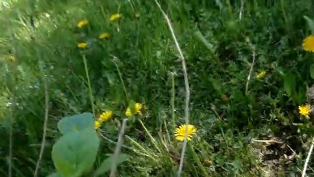 Весенняя обрезка гортензии, Сибирь.