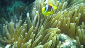 Рыбка Немо и морская анемона
