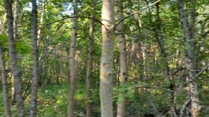 За грибами в Саратовский лес!!!