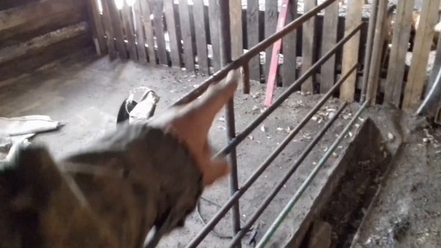 Дошли руки до свинарника. Клетка для свиноматок. смотреть онлайн