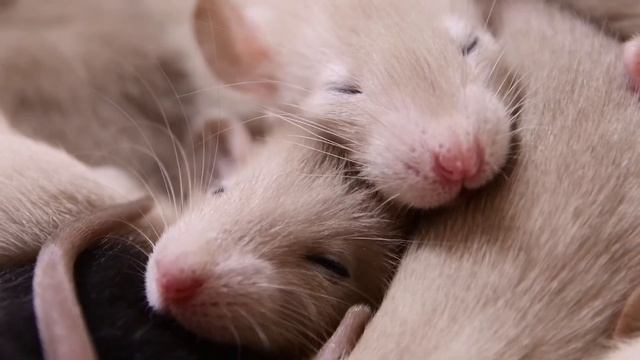 Крысятам Клаудии Шиффер 21 день смотреть онлайн