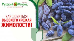 Ягода жимолости БОЛЬШЕ НЕ БУДЕТ ОСЫПАТЬСЯ! Жимолость станет крупнее, сочнее, ароматней и вкусней.