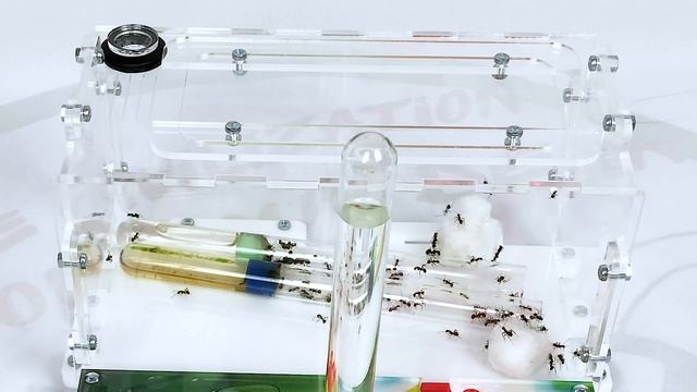 Переселение Кампонотус Никобаренсис  Новая ферма НАНО