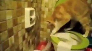Кот чистит туалет