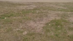 Мозоли пулемётчика.