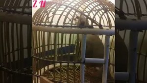 Кабки маст дар Кафас 2020.Как поёт Горная Куропатка (Кеклик) в Таджикистане 2020 Keklik in Tajikist