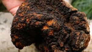 Inonotus Obliquus, Chaga Mushroom, Bai Hua Rong 白桦茸