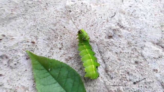 Едят ли кролики черемуху? Монстр на черемухе. смотреть онлайн