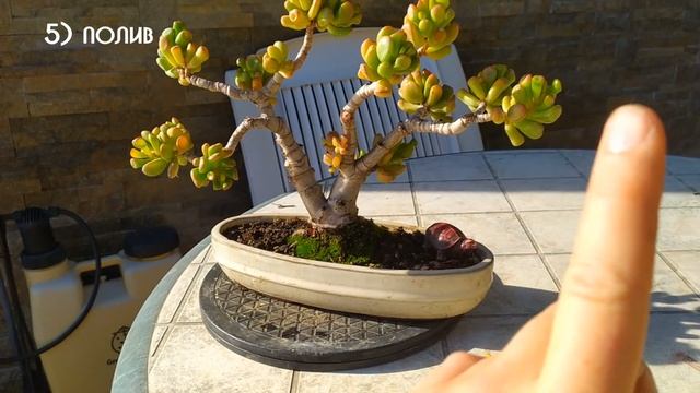 Суккуленты это не бонсай! Толстянка, денежное дерево, адениум - Он вам не бонсай! смотреть онлайн