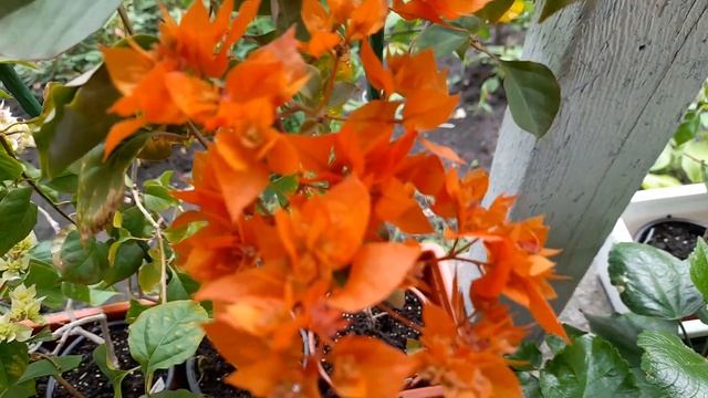 Цветение редких сортов Бугенвиллеи смотреть онлайн