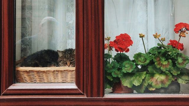 [Piano] Relax and chill with these peaceful piano pieces смотреть онлайн