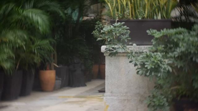 Panasonic GH4 + Cooke Kinic lens смотреть онлайн