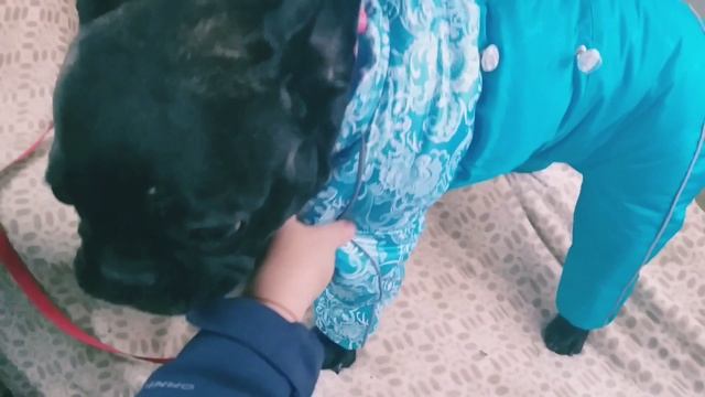 Одежда для собак. Французский бульдог Боня. смотреть онлайн