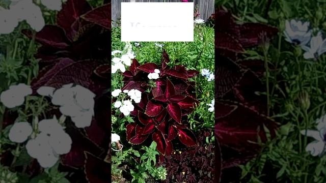 Колеус (Coleus)?