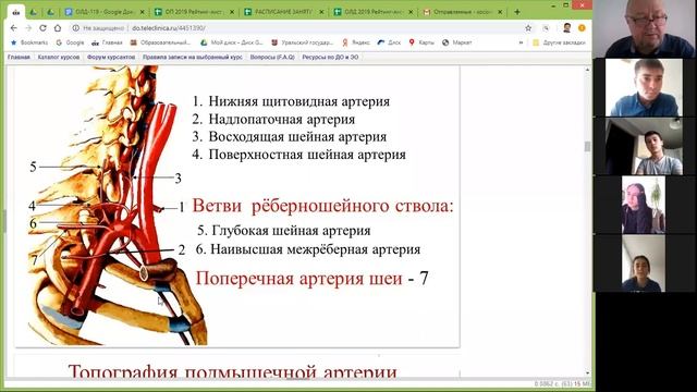 Артерии и вены верхних конечностей