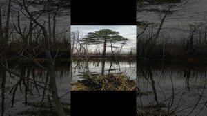 пение птиц на болоте.mp4