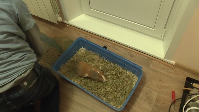 Уход за Морской свинкой (Год спустя) смотреть онлайн