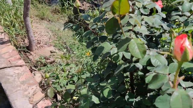 Rose 'Queen Elizabeth' is a pink Grandiflora rose @Ecofarm 29 March,2020 ? смотреть онлайн