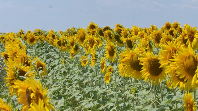 Sunflower Fields, Yellow Sunflowers Scenic Relaxing Video - 4K смотреть онлайн