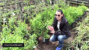 Голубика посадка и уход