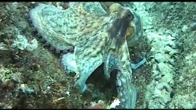 Видео рассказы о рыбе. смотреть онлайн