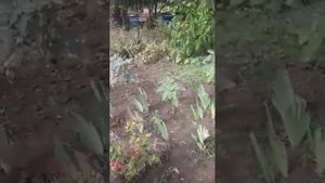 Ирисы и их летние спутники для красивой клумбы