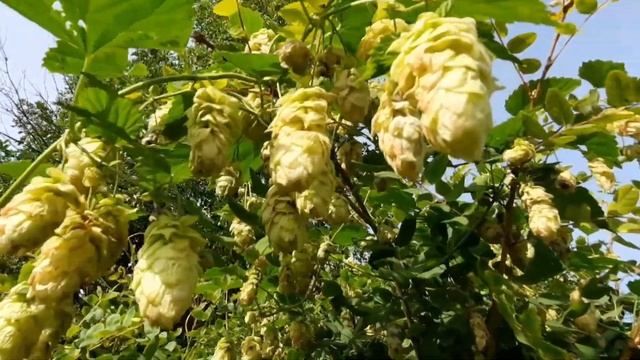 Лечебные свойства растения. смотреть онлайн