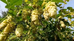 Лечебные свойства растения.