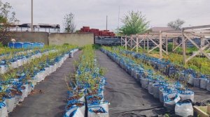 Запускаем проект по выращиванию голубики в контейнерах
