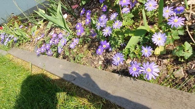 Anemone Blanda in Bloom смотреть онлайн