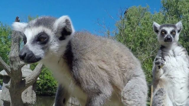 Остров лемуров в сафари-парке города Краснодара смотреть онлайн