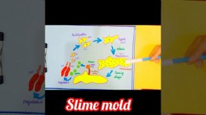 ?Slime Mold /  Myxomycota life cycle , Fungus like protist /Kingdom protista❗