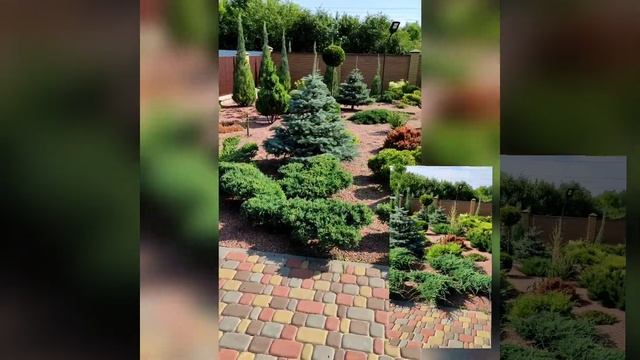 Топиарная стрижка. Формирование ниваки. смотреть онлайн