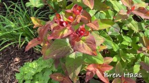 Tutsan (Hypericum Androsaemum) Plant Review