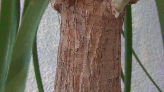 Нолина и кипарис. BEAUCARNEA RECURVATA и CUPRESSUS MACROCARPA смотреть онлайн